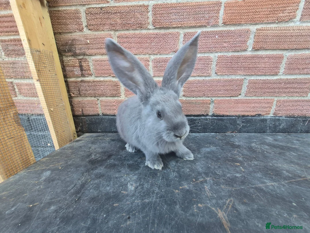 Continental Giant rabbits for sale: Giant continental rabbits  - Advert 10