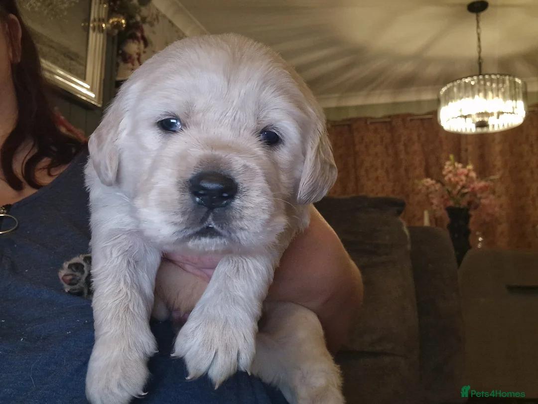 Golden Retriever dogs for sale: KC ADDORABLE CUTE GOLDEN RETRIEVER PUPPIES - Advert 12