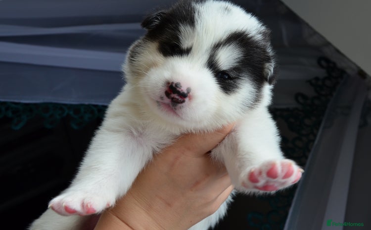 Mixed Breed dogs - Advert 2