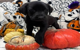 Labrador Retriever dogs for sale: Labrador pups - Image 22