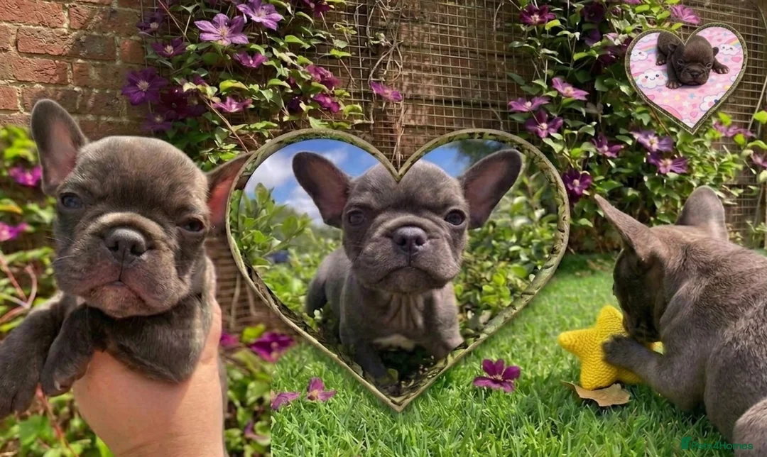 French Bulldog dogs for sale: KC French Bulldog - One Left Chocolate - Advert 1
