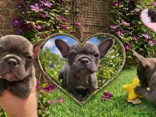 French Bulldog dogs KC French Bulldog - One Left Chocolate - Advert 15