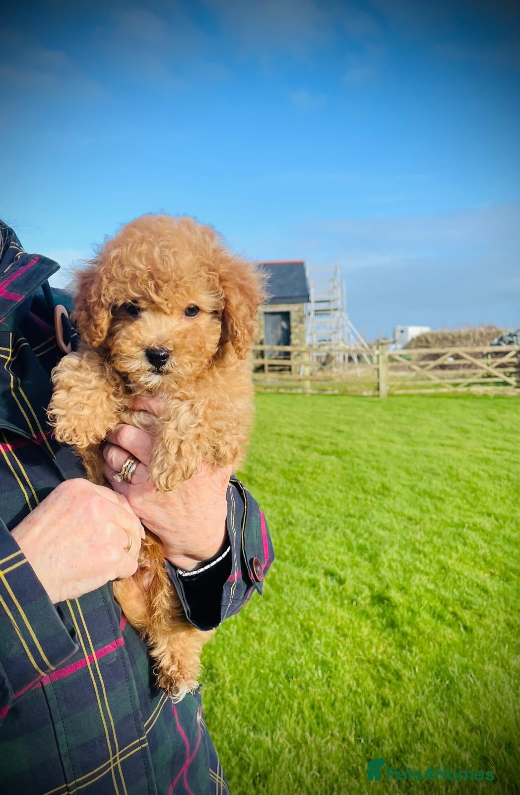 Cavapoo dogs Stunning F1b Cavapoo puppies  - Advert 1
