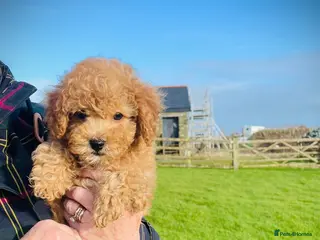 Cavapoo dogs Stunning F1b Cavapoo puppies - Advert 6