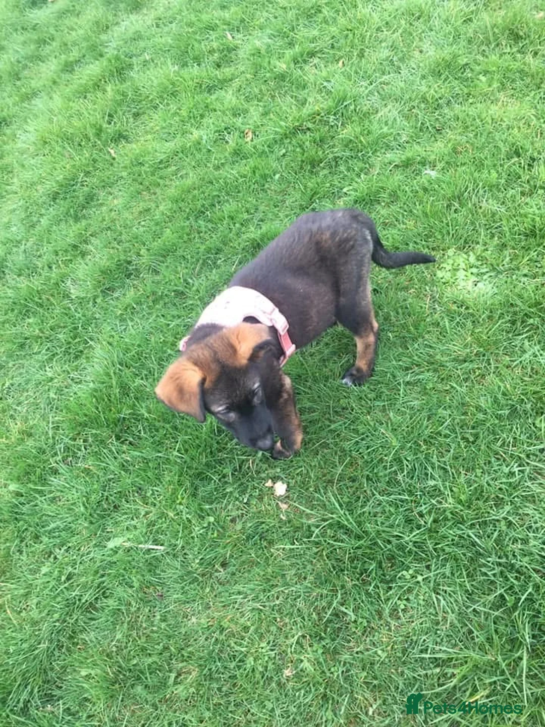 Mixed Breed dogs for sale: 15 week German shepherd cross - Advert 2