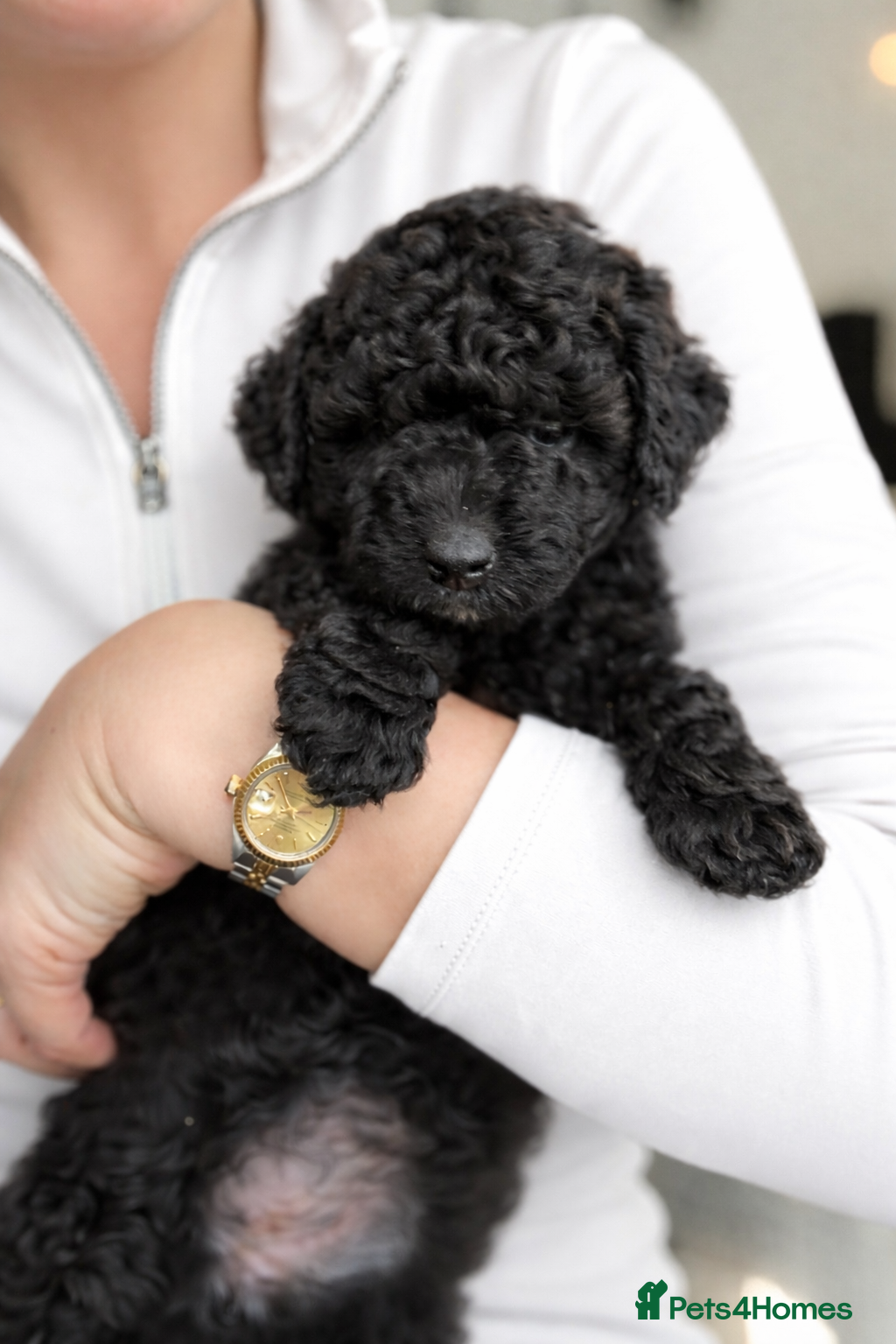 Aussiedoodle dogs Aussiedoodle Puppies ⭐️ - Advert 1