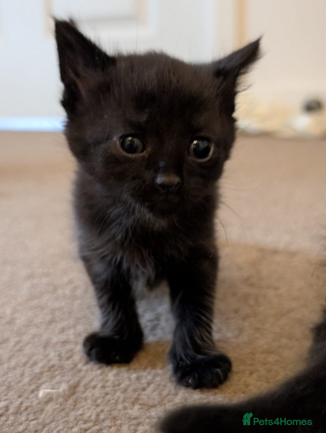British Shorthair cats for sale: 4 baby kittens and 1 mother  - Image 4