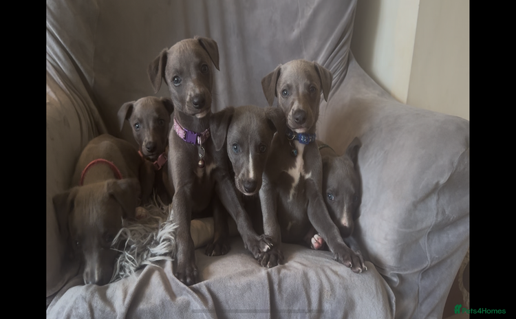 Whippet dogs - Advert 2