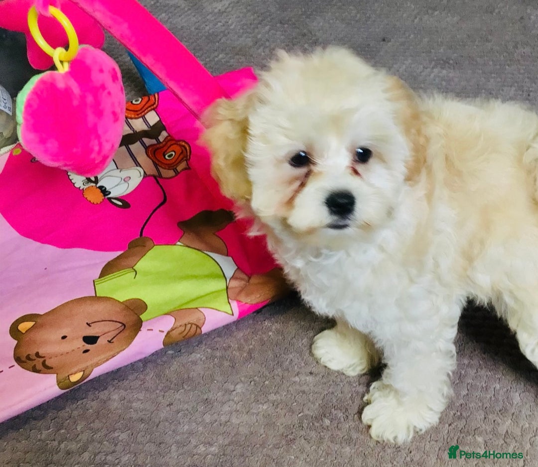 Maltipoo dogs for sale: TWO MINI MALTIPOO GIRLS ~ READY NOW  - Image 4