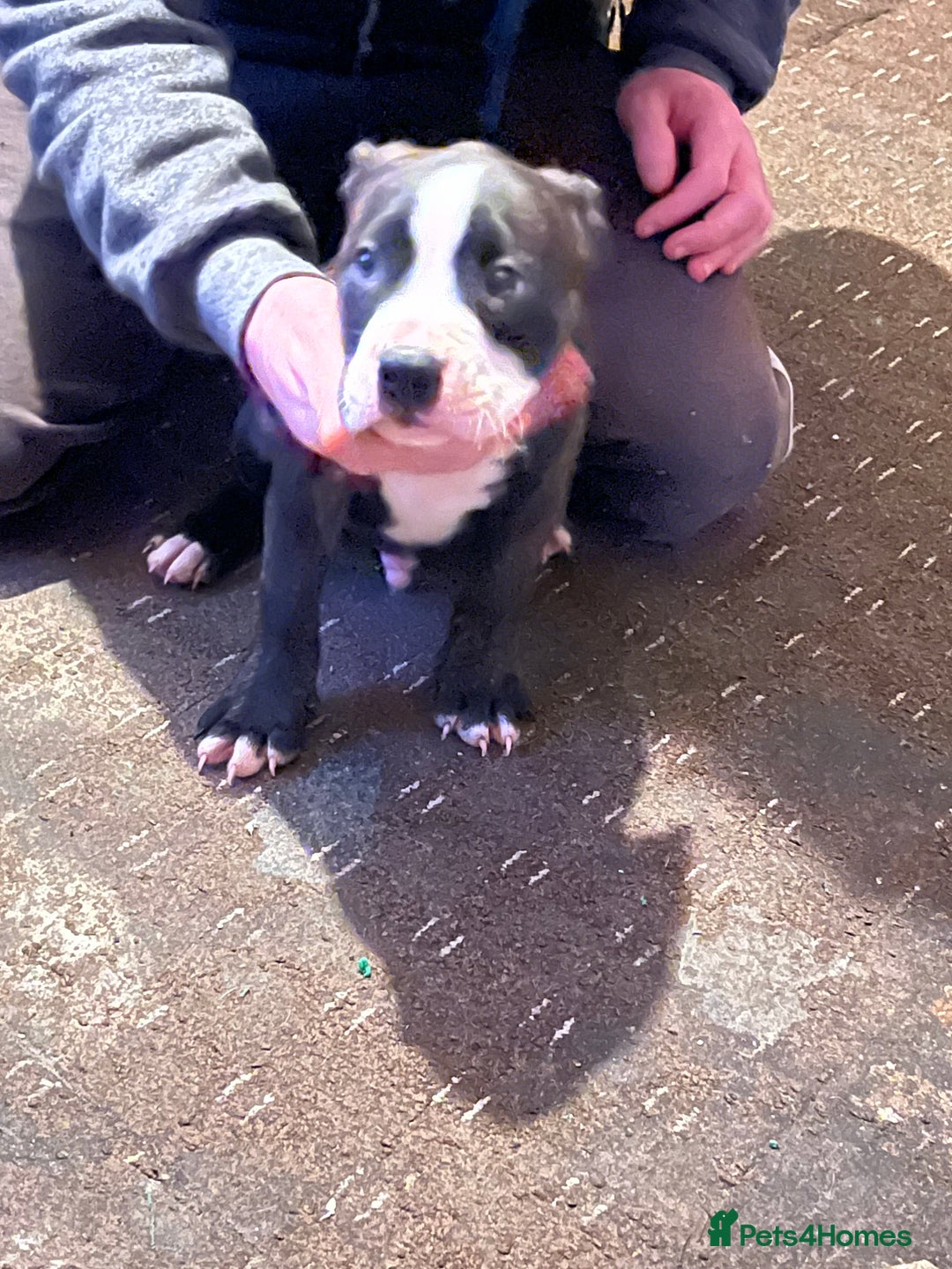 Mixed Breed dogs for sale: Staff x American bully male puppy  - Advert 2