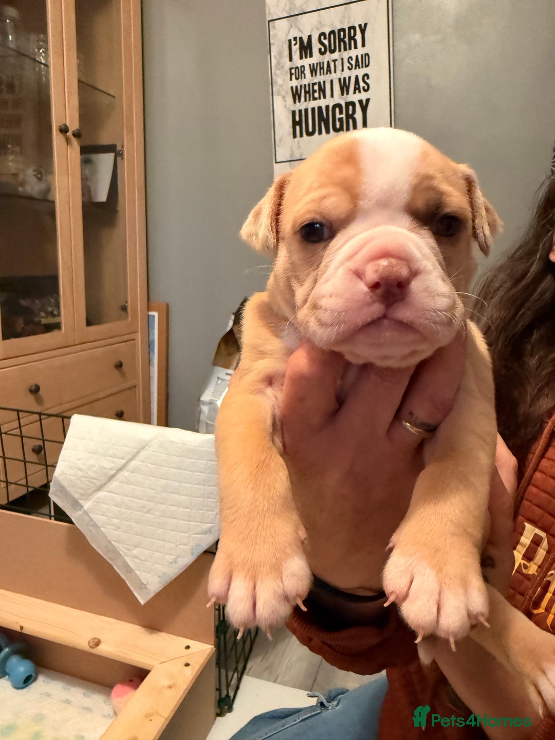 Old Tyme Bulldog dogs for sale: Old Tyme English Bulldog  - Advert 5