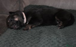 Shepsky dogs for sale: German shepherd x husky puppies - Image 32