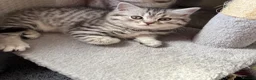 British Shorthair cats for sale: 2 females BSH left  - Advert 4