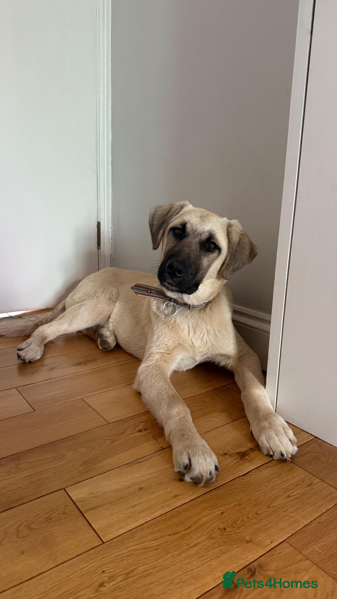 Anatolian Shepherd dogs Dobby – Perfect as a Second Dog  - Advert 18