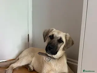 Anatolian Shepherd dogs Dobby – Perfect as a Second Dog - Advert 13