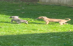 Mixed Breed dogs for sale: Italian greyhound cross whippet - Image 4