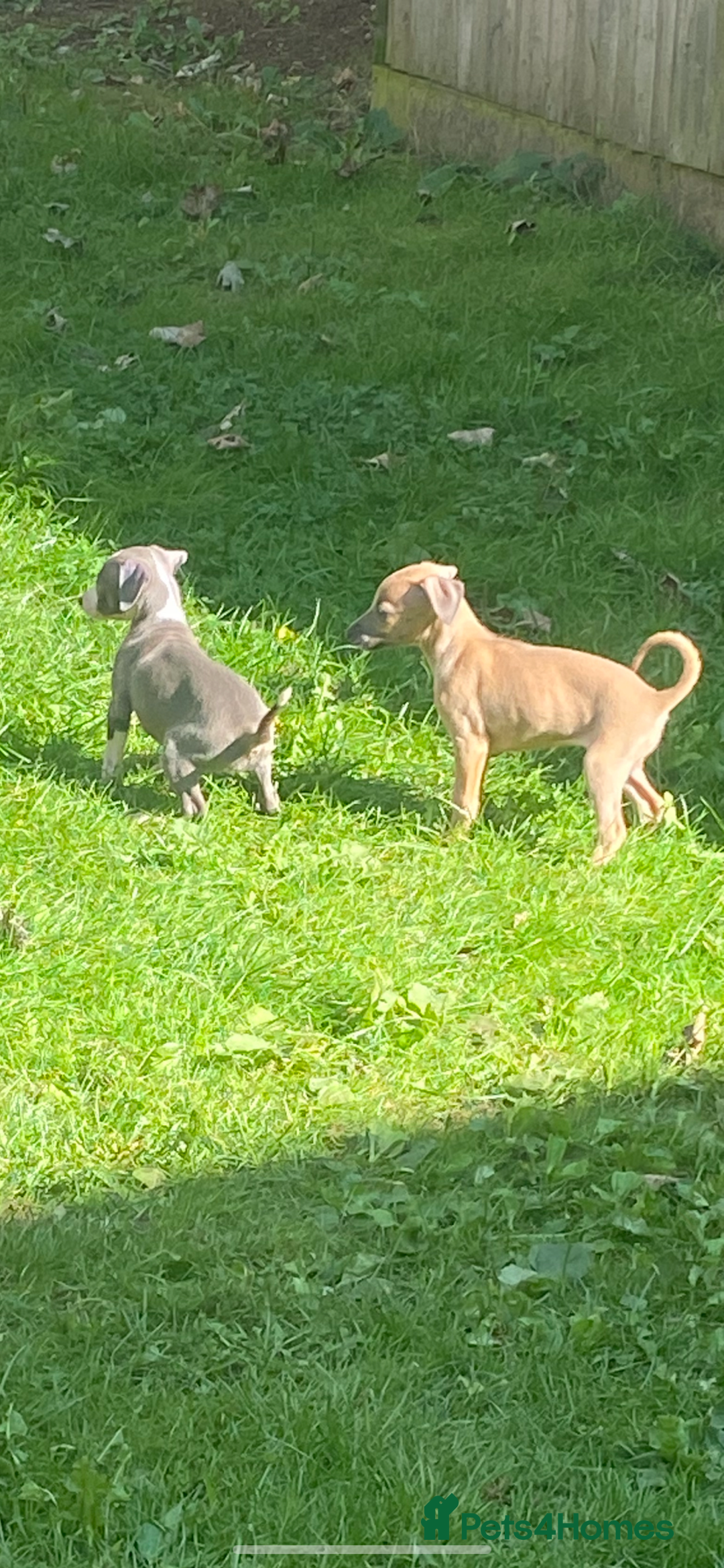 Mixed Breed dogs for sale: Italian greyhound cross whippet - Image 4