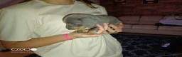 Miniature Dachshund dogs for sale: Miniature dachshund  in Swansea - Advert 5