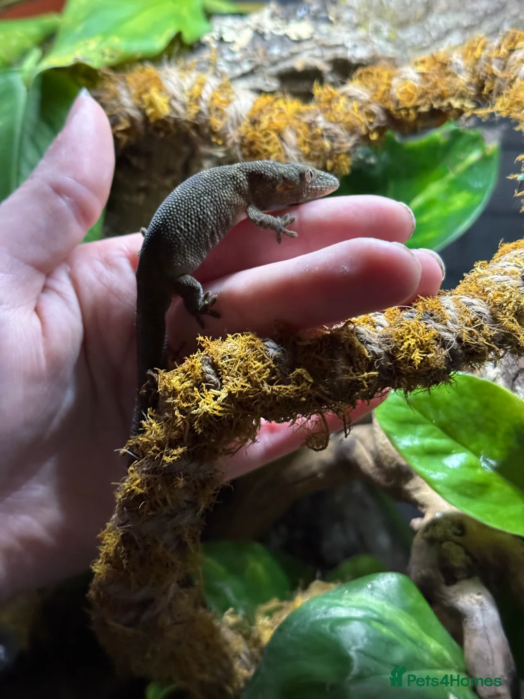 Gecko reptiles for sale: Breeding pair chameleon gecko  - Advert 1