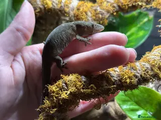 Gecko reptiles Breeding pair chameleon gecko - Advert 2