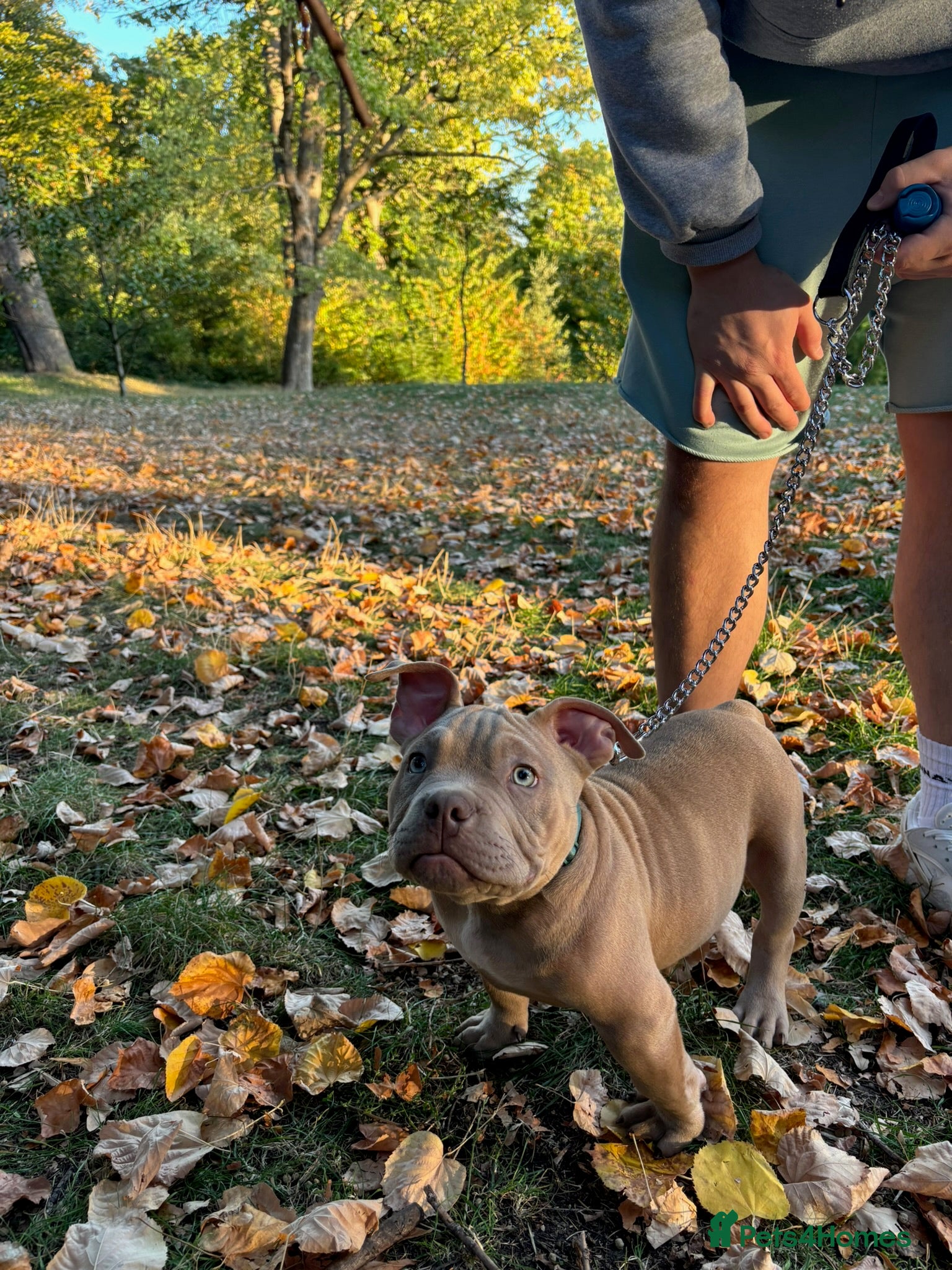 American Bully dogs Pocket American bully  - Advert 2