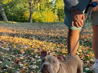 American Bully dogs Pocket American bully - Advert 2