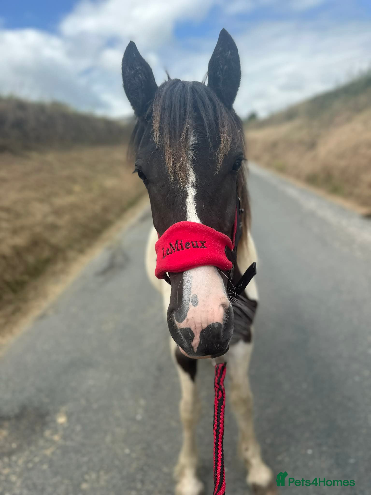 Paint horses Lola cob x paint  - Advert 1