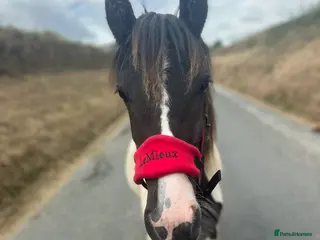 Paint horses Lola cob x paint - Advert 1