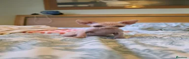 Sphynx 1