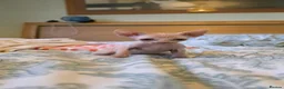 Sphynx cats for sale: Sphynx kittens - Advert 7