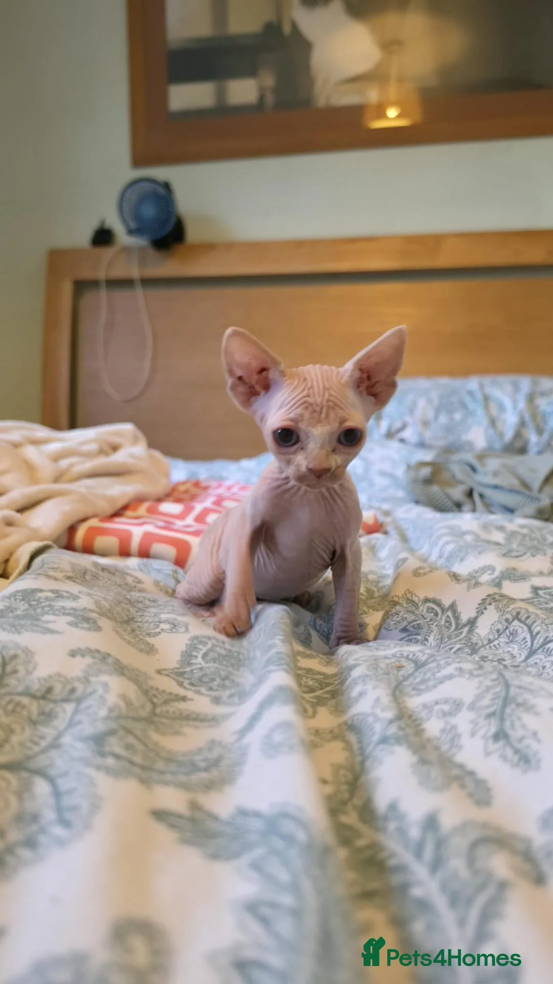 Sphynx cats for sale: Sphynx kittens - Advert 7