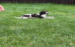 English Springer Spaniel dogs for sale: Beautiful Springer Spaniel Puppies🐶 in Llangollen - Image 19
