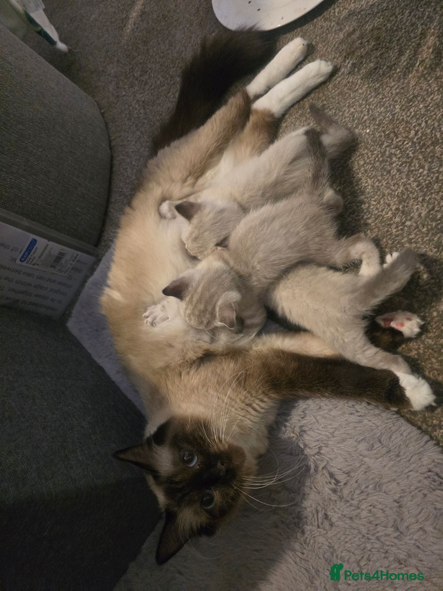 Mixed Breed cats Snow Bengal/ Ragdoll  - Advert 13