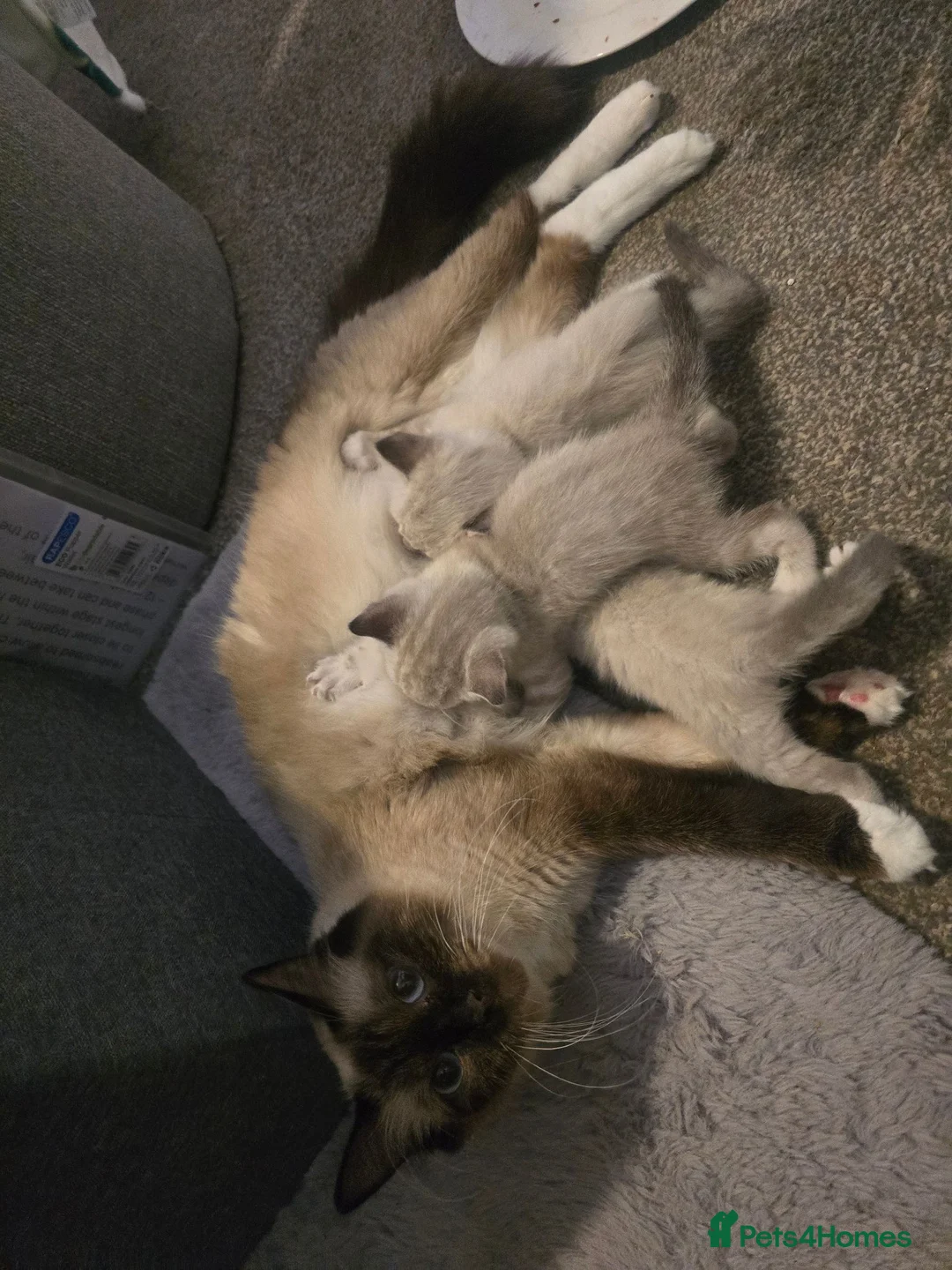 Mixed Breed cats for sale: Snow Bengal/ Ragdoll  - Advert 1