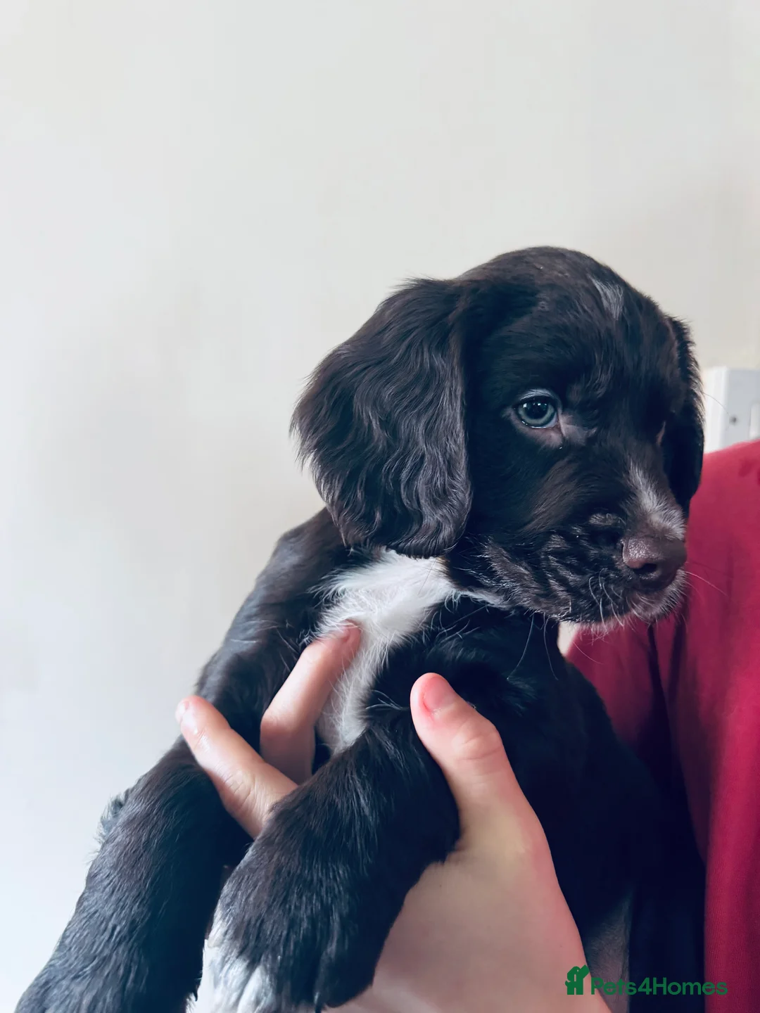 Sprocker dogs for sale: Sprocker boy  - Advert 4