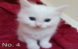 Mixed Breed cats for sale: 4 Gorgeous Pure White Kittens - Image 8