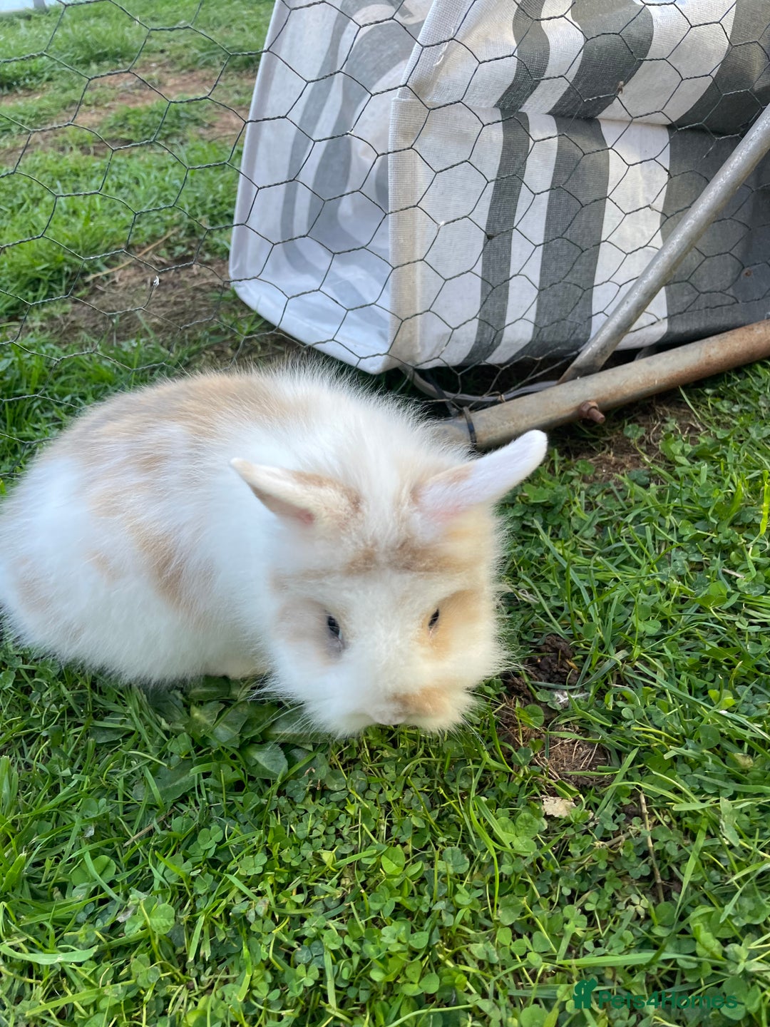 Lionhead rabbits for sale: Lion head  - Image 37