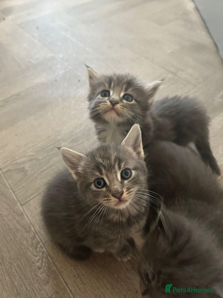 Maine Coon cats  Maine Coon Kittens – Loving, Playful & Beautiful - Advert 18