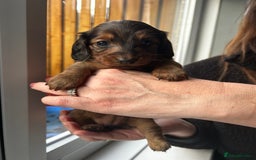 Dachshund dogs for stud: Kc Mini long haired dapple  in Leeds - Image 14