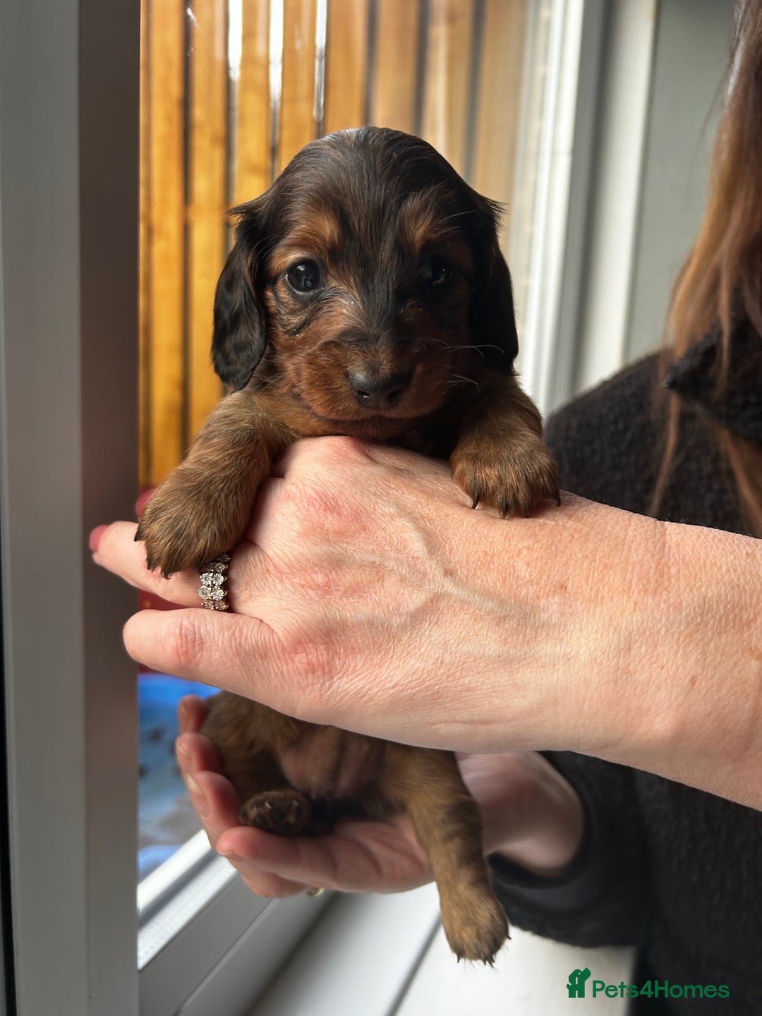 Dachshund dogs for stud: Kc Mini long haired dapple  in Leeds - Image 14