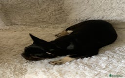 French Bulldog dogs for sale: Chocolate French Bulldog Puppy  - Image 3