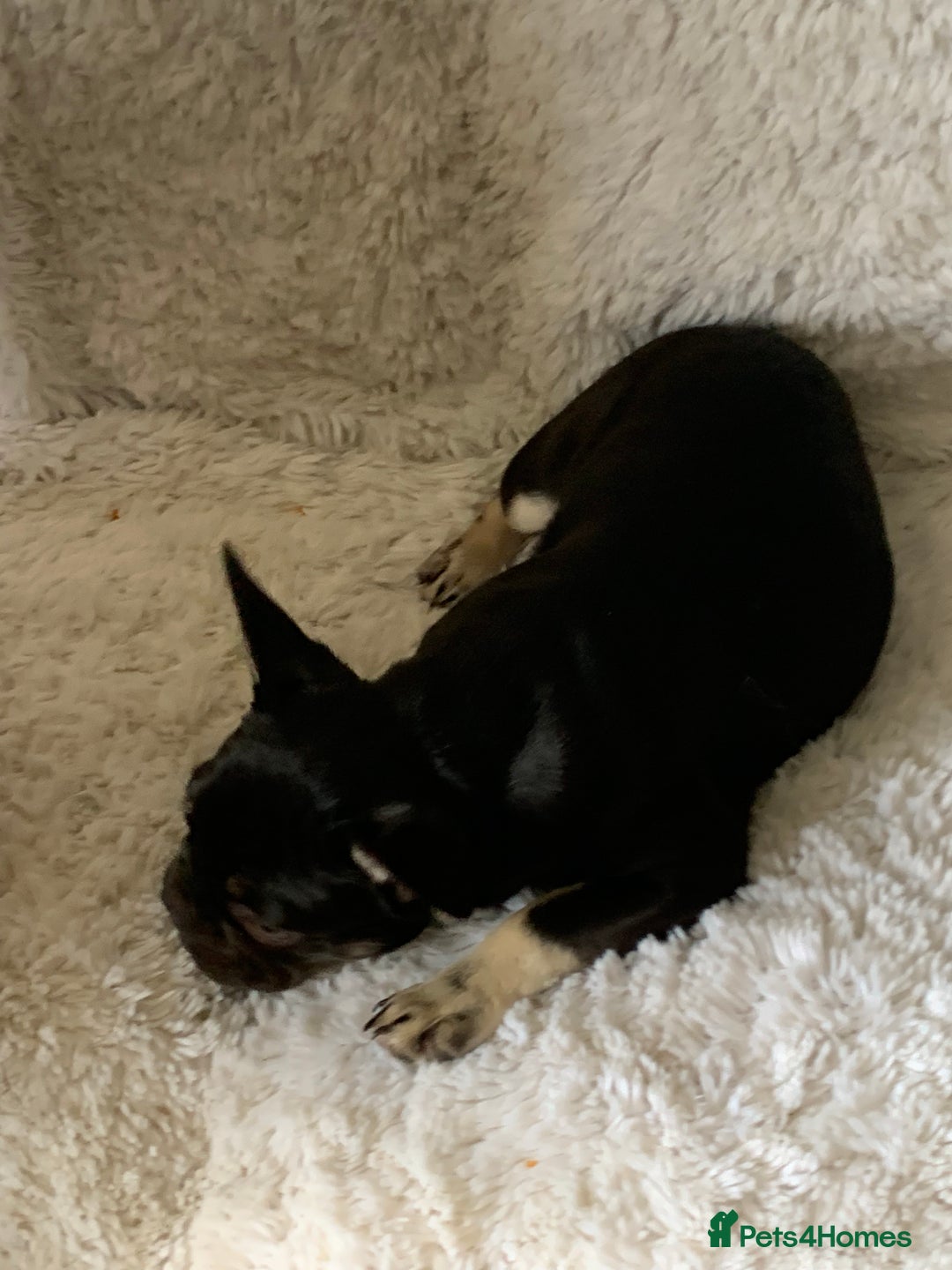 French Bulldog dogs for sale: Chocolate French Bulldog Puppy  - Image 3