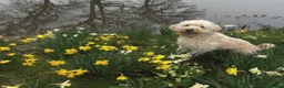 Double Doodle dogs for sale: Double Doodle puppies due August 2026 - Advert 7