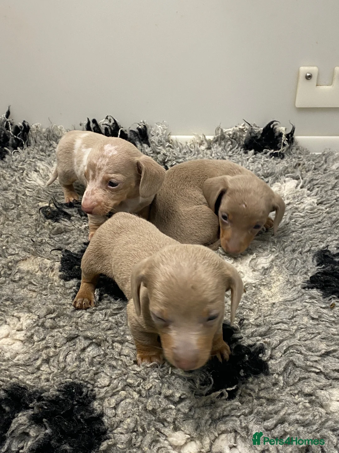 Miniature Dachshund dogs for sale: 5⭐️Licensed breeder. Tiny miniature dachshunds - Advert 7