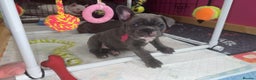 French Bulldog dogs for sale: 5 female French Bulldog –9 weeks old💙 🐾 - Advert 19