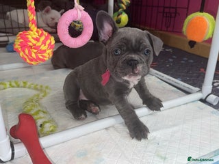 French Bulldog dogs 5 female French Bulldog –Ready 1st December! 💙 🐾 - Advert 18
