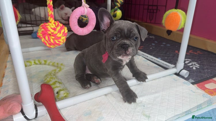 French Bulldog dogs 5 female French Bulldog –Ready 1st December! 💙 🐾 - Advert 4