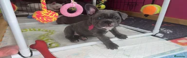 French Bulldog Puppy 1 (purple) Uno