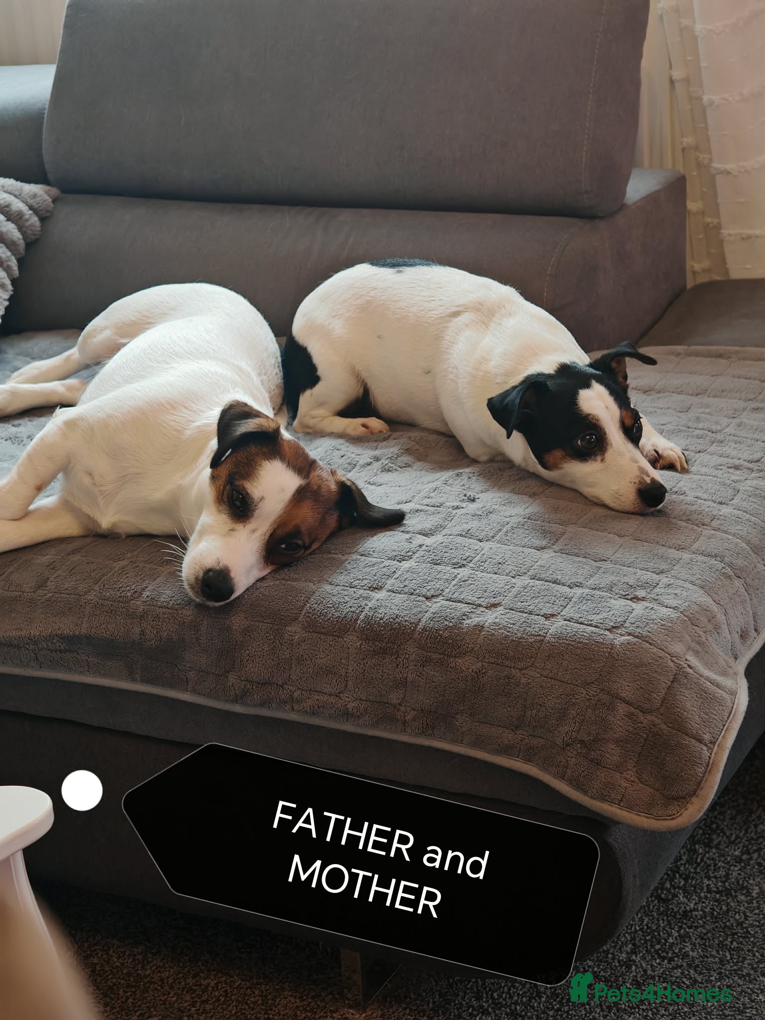 Jack Russell dogs BEAUTIFUL JACK RUSSELL PUPPIES AVAILABLE - Advert 2