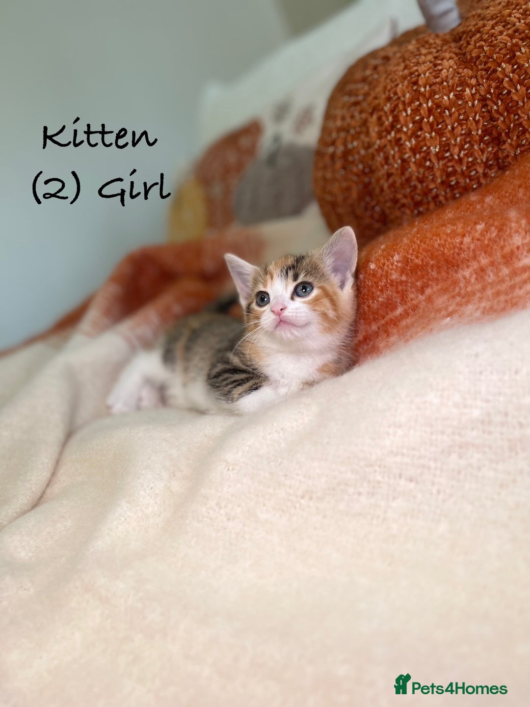 Mixed Breed cats for sale: Stunning kittens 8 weeks old ready now  - Image 6